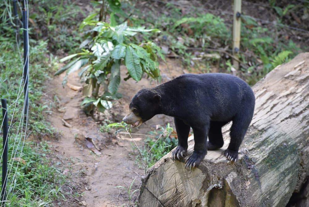 Bornean Sun Bear Conservation Centre