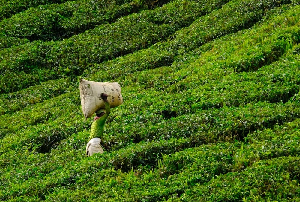 shutterstock 2403328617 cameron highlands